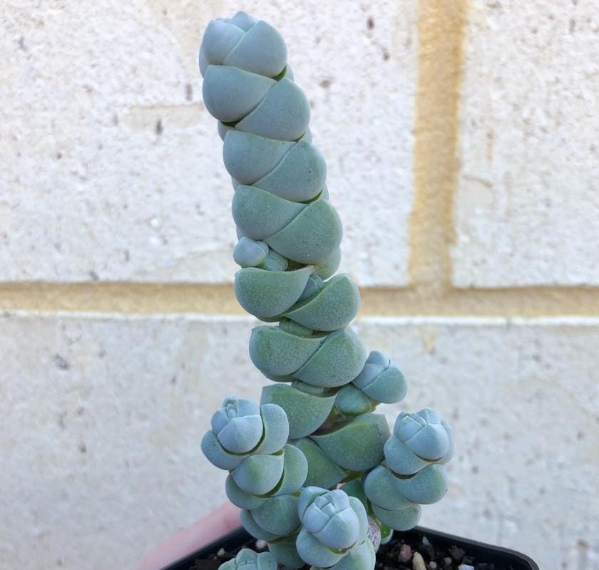 Crassula Plegmatoides - Beautiful Succulent - Rare Succulent - Cuttings