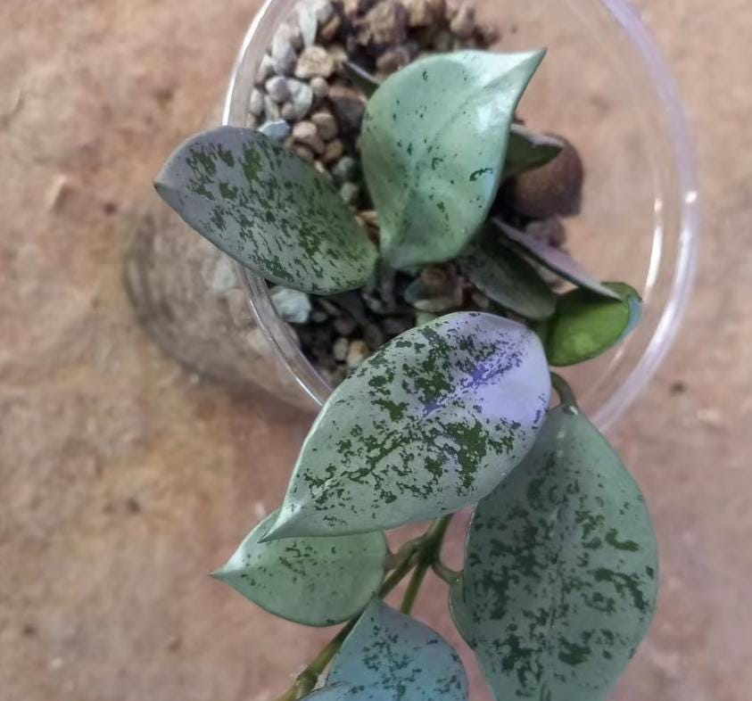 Hoya Lacunosa Splash - succulent plant - 1 Leaf with node