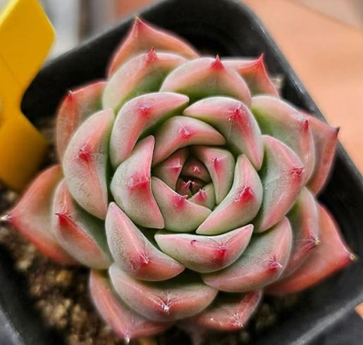 Echeveria Estrela - beautiful succulent - propagation leaf