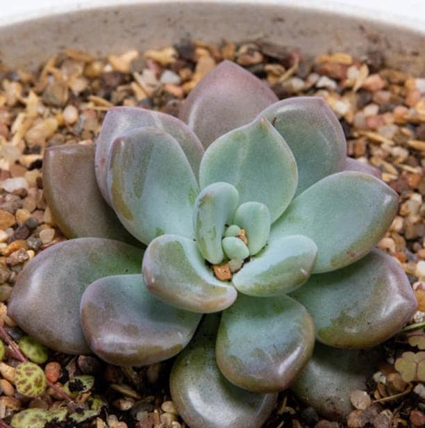 Pachyveria Opalina - beautiful succulent - propagation leaf