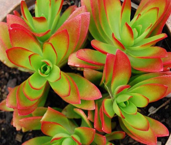 Crassula Capitella Campfire - beautiful succulent - propagation leaf