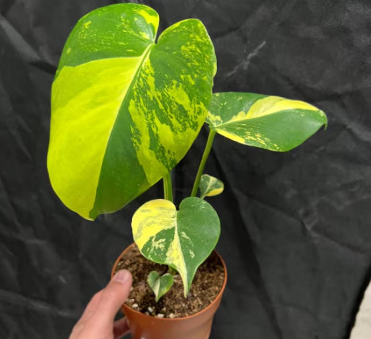 Monstera deliciosa Electro-light variegata - Monstera Aurea- Rare Plant - Beautiful Plant