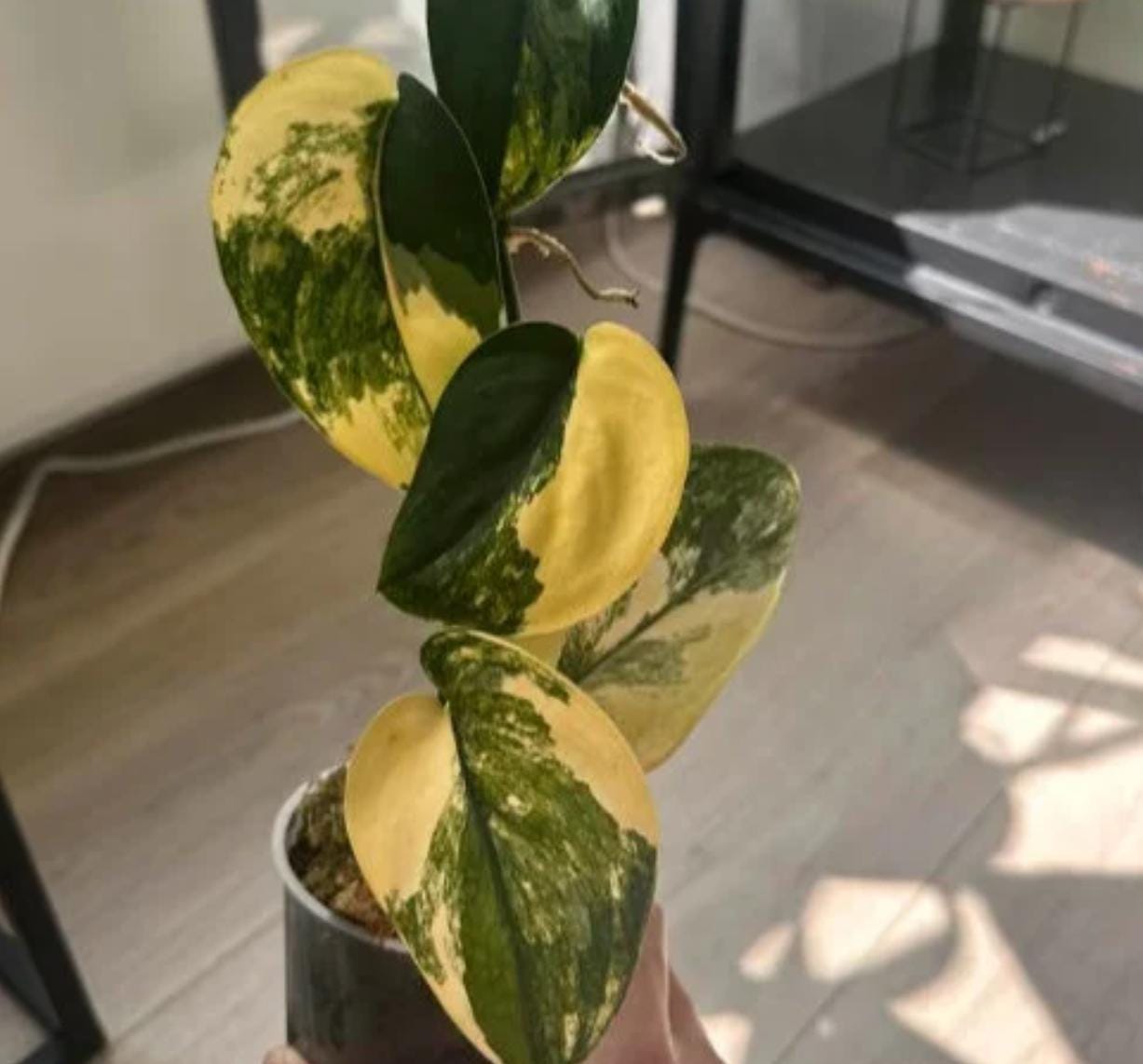 philodendron hastatum variegata Philodendron Hastatum Silver Sword Variegata - Rare Plant