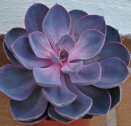 Echeveria Purple Pearl - beautiful succulent - propagation leaf