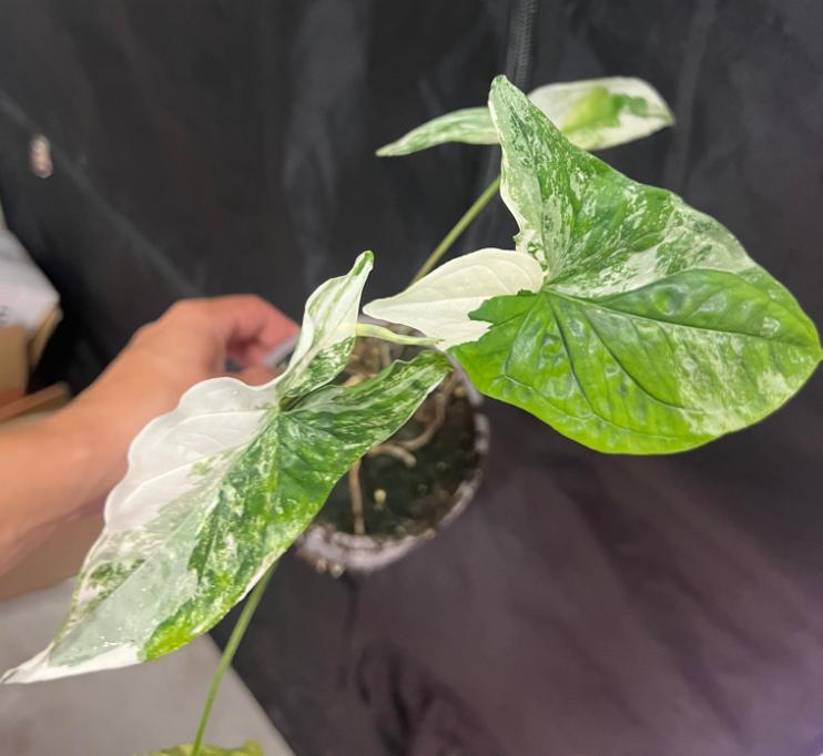 Syngonium Albo - Rare Plant - Beautiful Plant - Cuttings