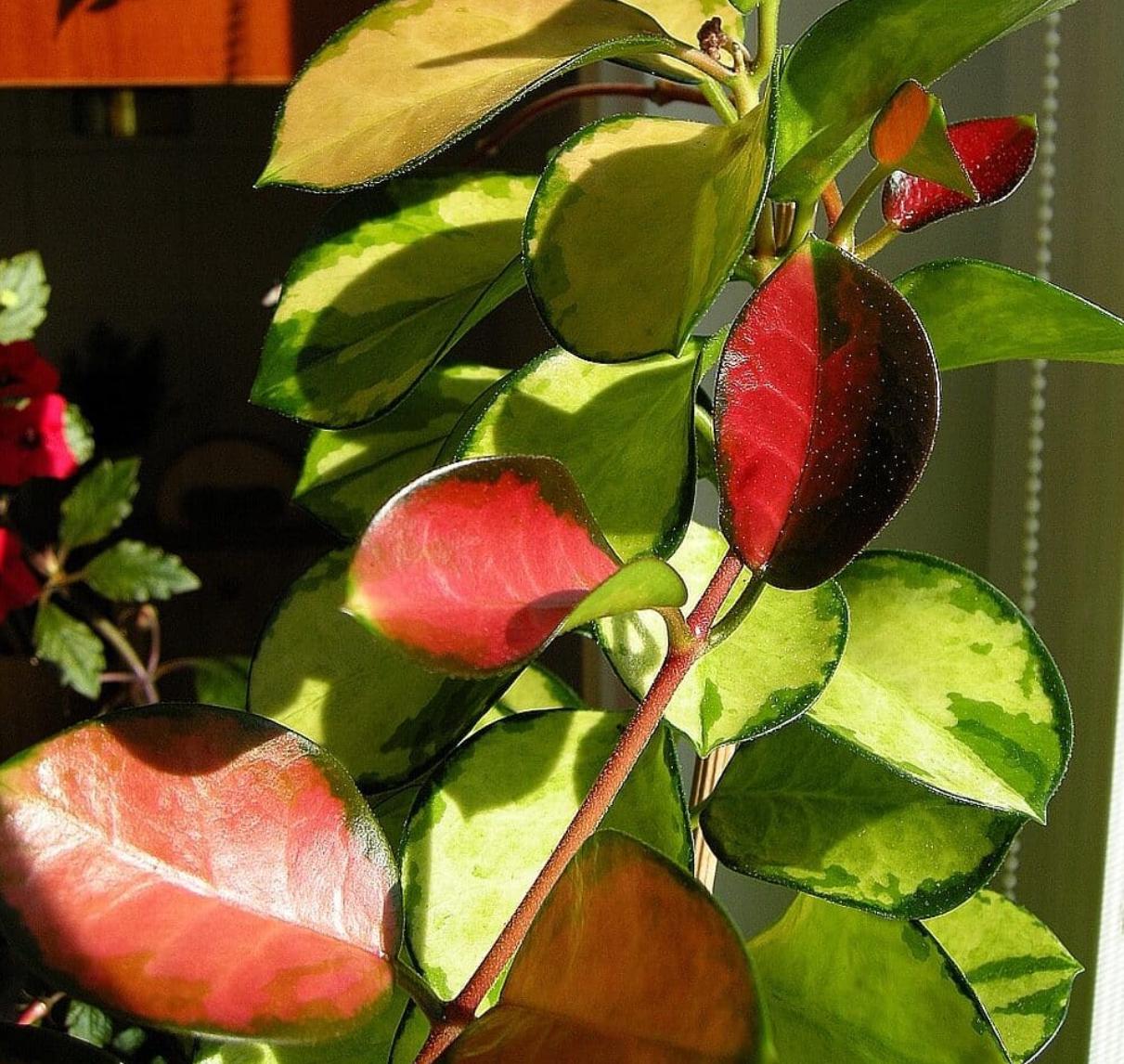 Hoya Australis Lisa - succulent plant - 1 Leaf with node