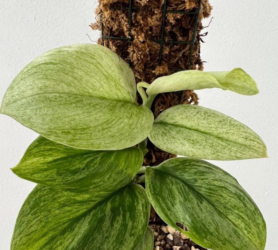 Scindapsus Treubii Moonlight Mint - Rare Plant - Beautiful Plant - Cuttings