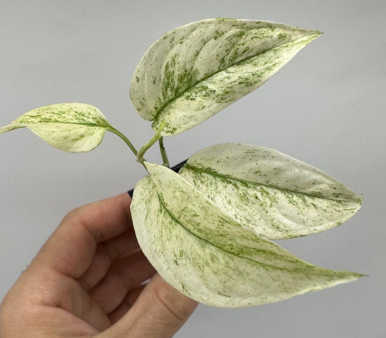 Monstera Laniata Mint - Rare Plants - Monstera Cuttings - Propagation Nodes