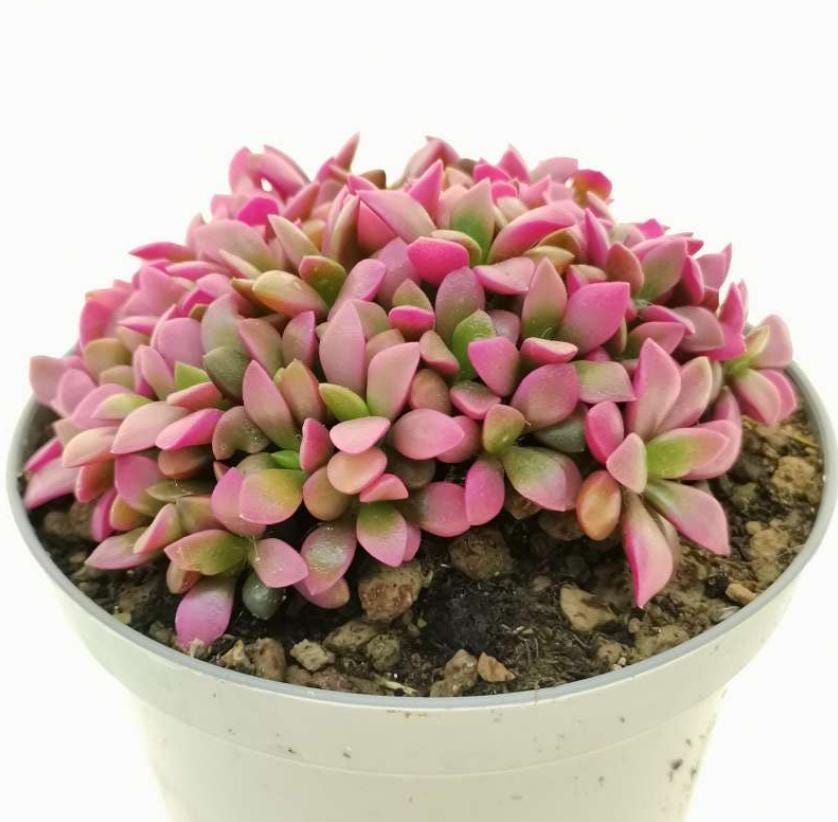 Anascampseros Rufescens Variegata - Beuatiful Plants - Cuttings