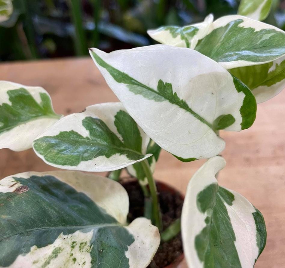 Epipremnum Pinnatum Njoy - Rare Plant - Beautiful Plant - Cuttings