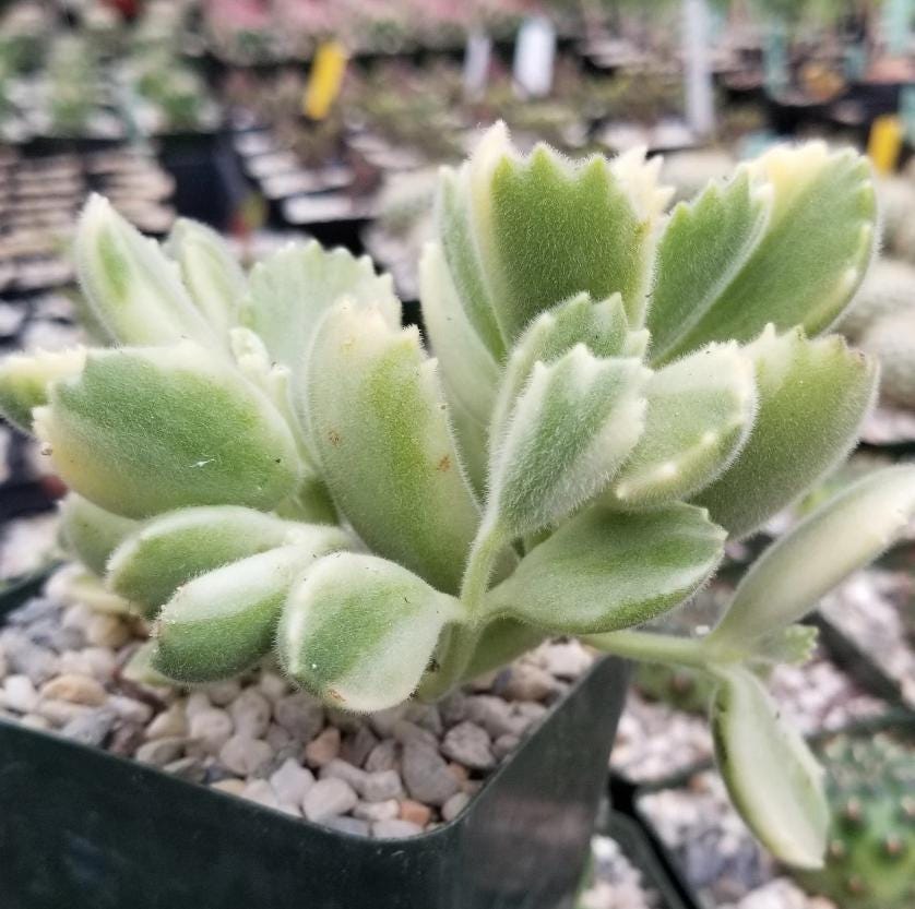 Cotyledon Ladismithiensis Variegata - beautiful succulent - propagation leaf