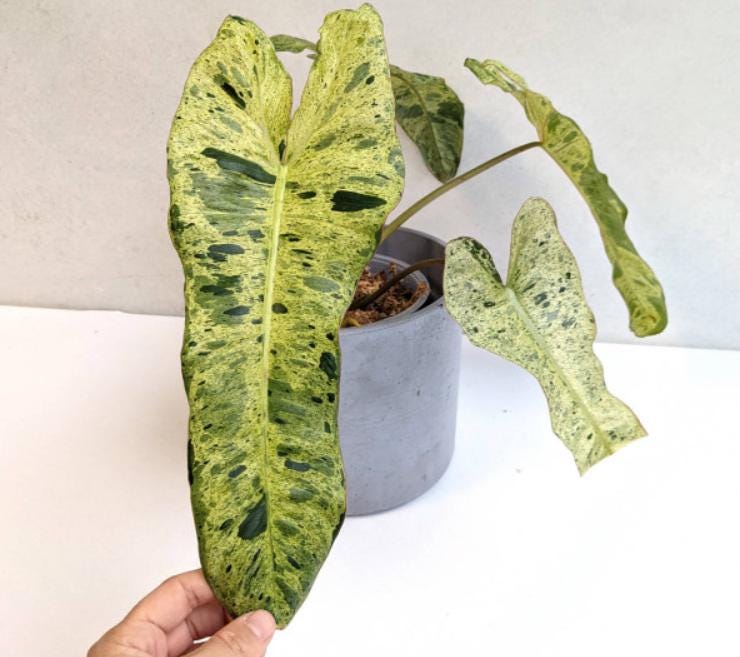 Philodendron Paraiso Verde - Rare Plant - Beautiful Plant - Cuttings