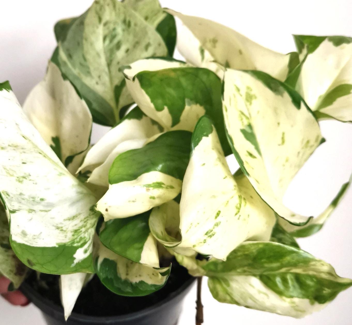 Epipremnum Pinnatum Happy Leaf - Rare Plant - Beautiful Plant - Cuttings