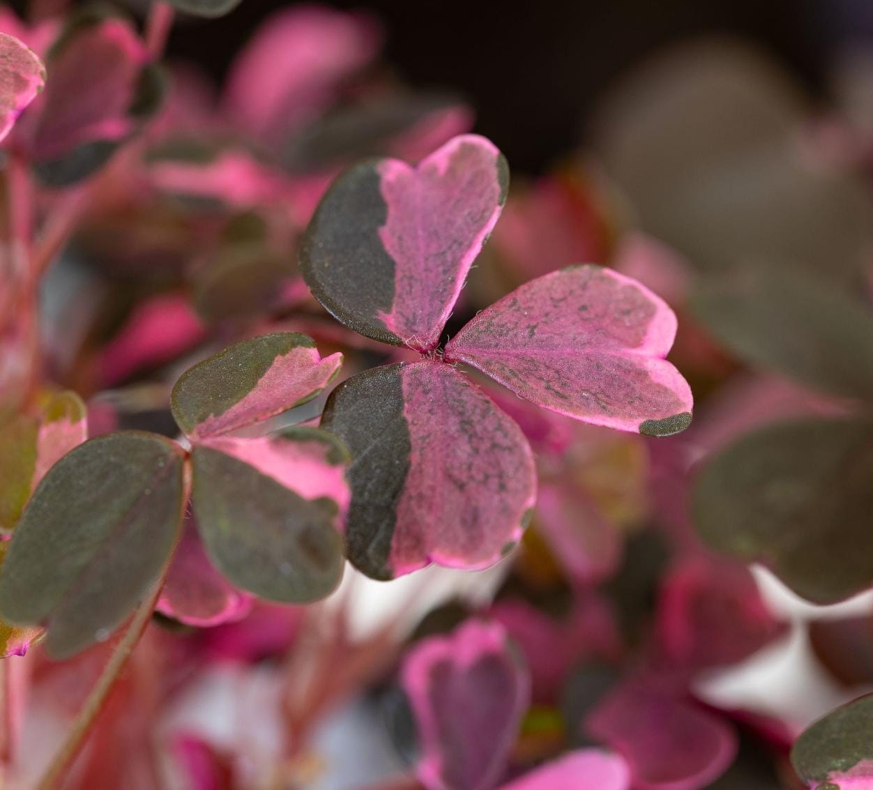 Oxalis Vulcanicola Pink Variegata- Rare Plant - Bulbs
