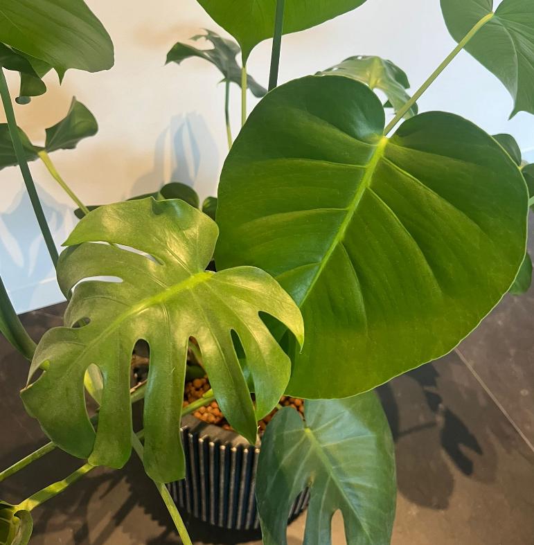 Monstera Borsigiana - Monstera Small Form - Monstera Cuttings - Propagation Nodes