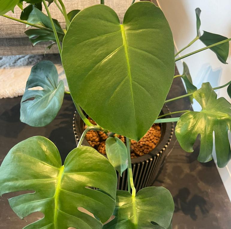 Monstera Borsigiana - Monstera Small Form - Monstera Cuttings - Propagation Nodes