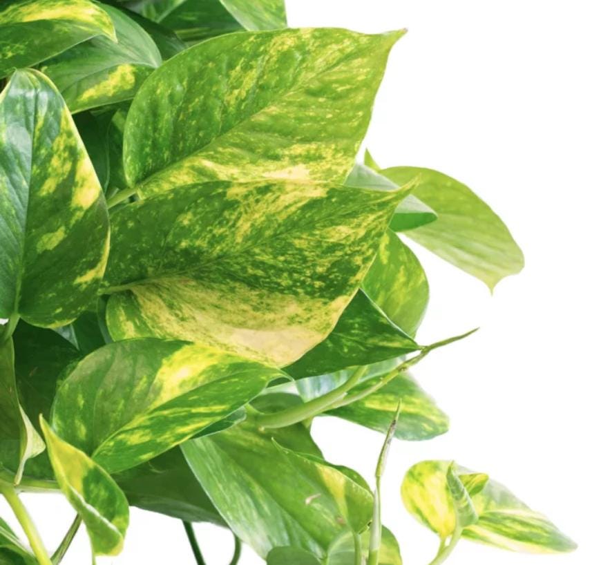 pothos mix Pothos Mix of 5 - Rare Plant - Beautiful Plant