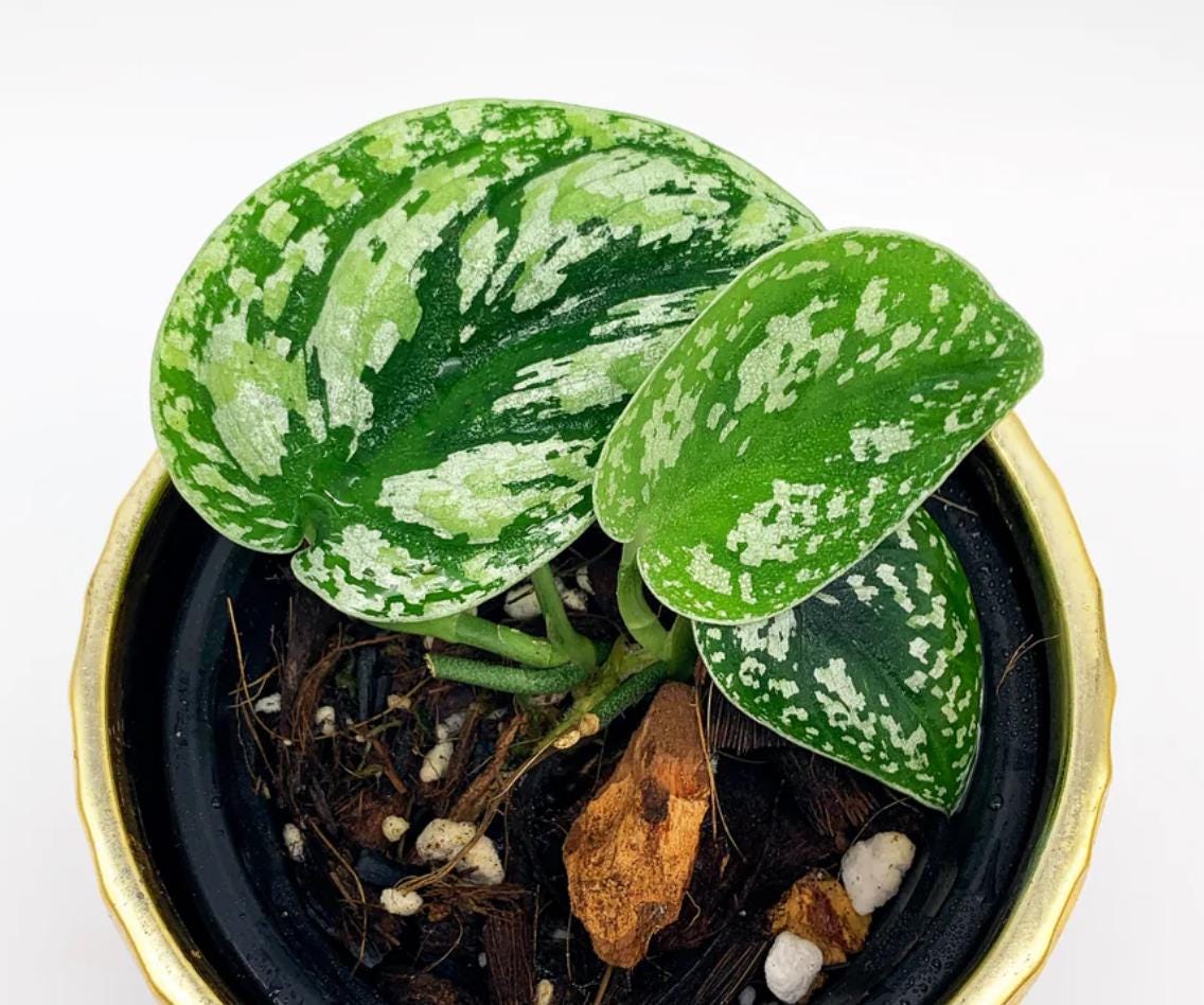 satin pothos cuttings Pothos Mix of 5 - Rare Plant - Beautiful Plant
