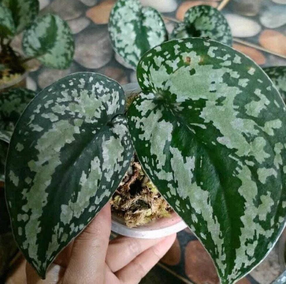 mixed pothos Pothos Mix of 5 - Rare Plant - Beautiful Plant