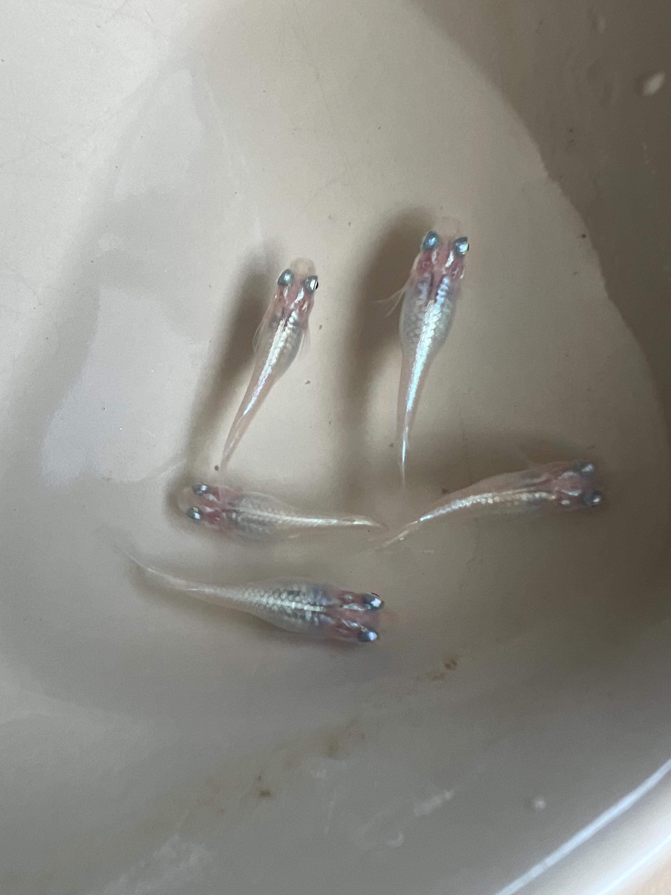 Japanese Rice Fish Eggs - Medaka Miyuki Silver