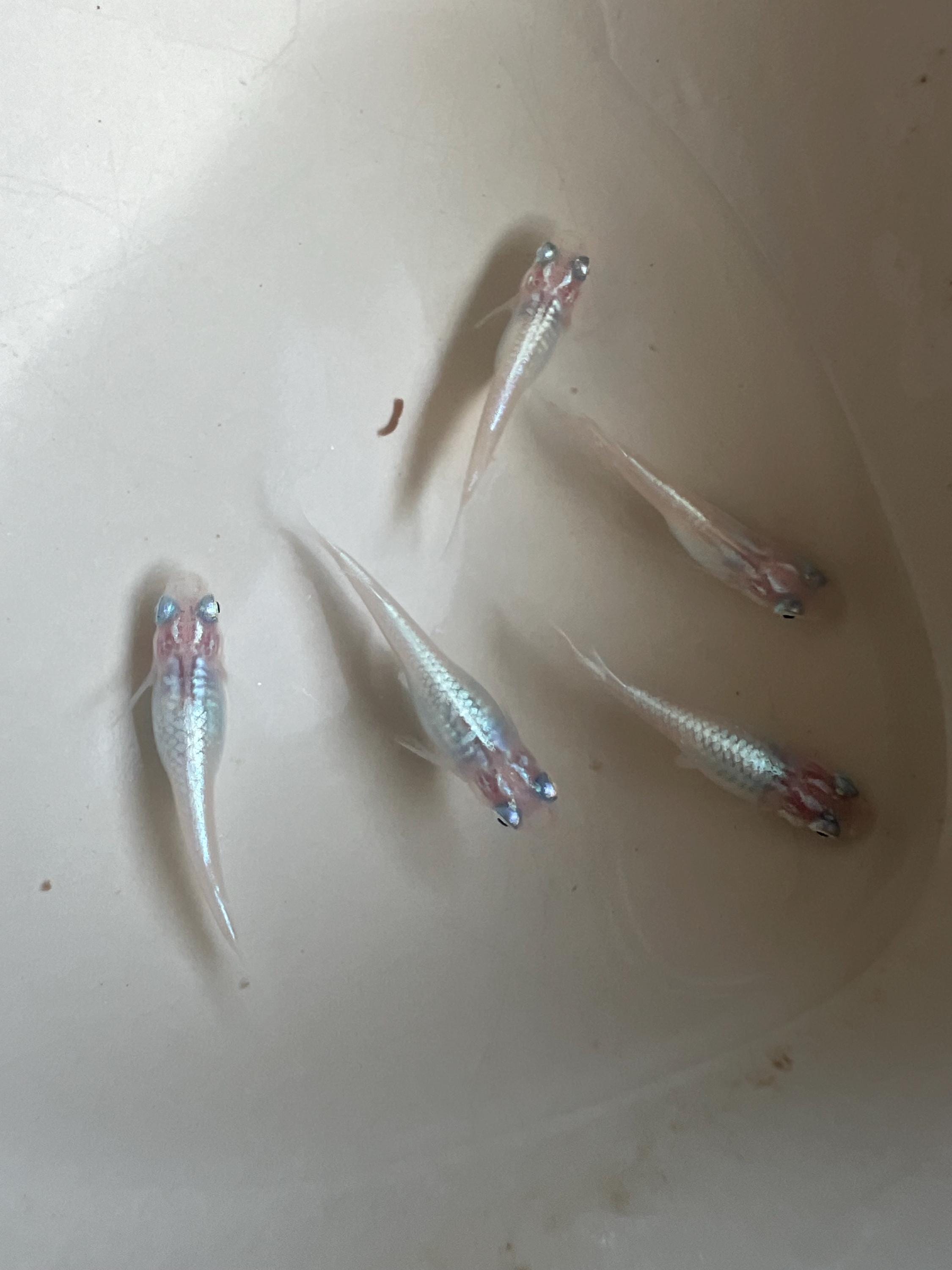 Japanese Rice Fish Eggs - Medaka Miyuki Silver