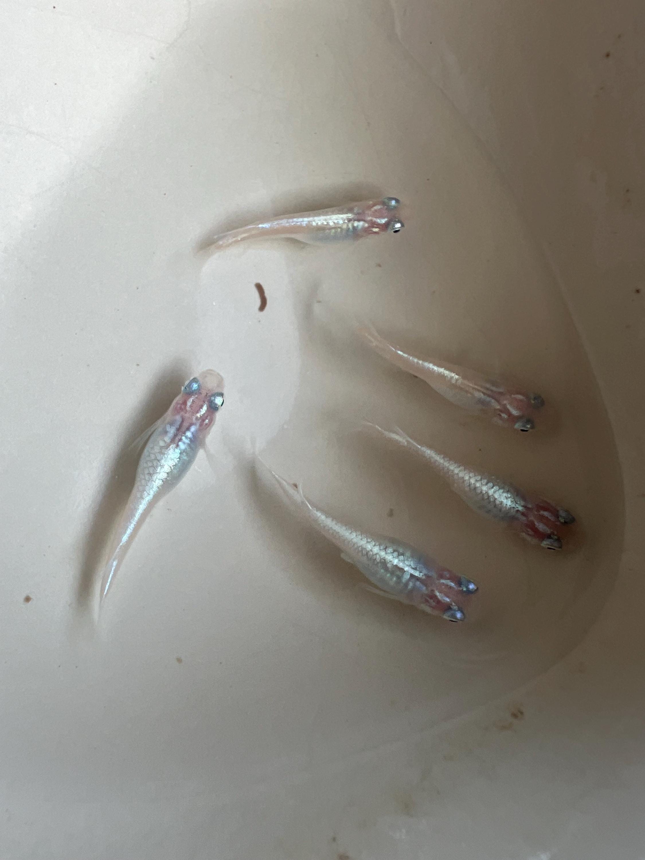 Japanese Rice Fish Eggs - Medaka Miyuki Silver