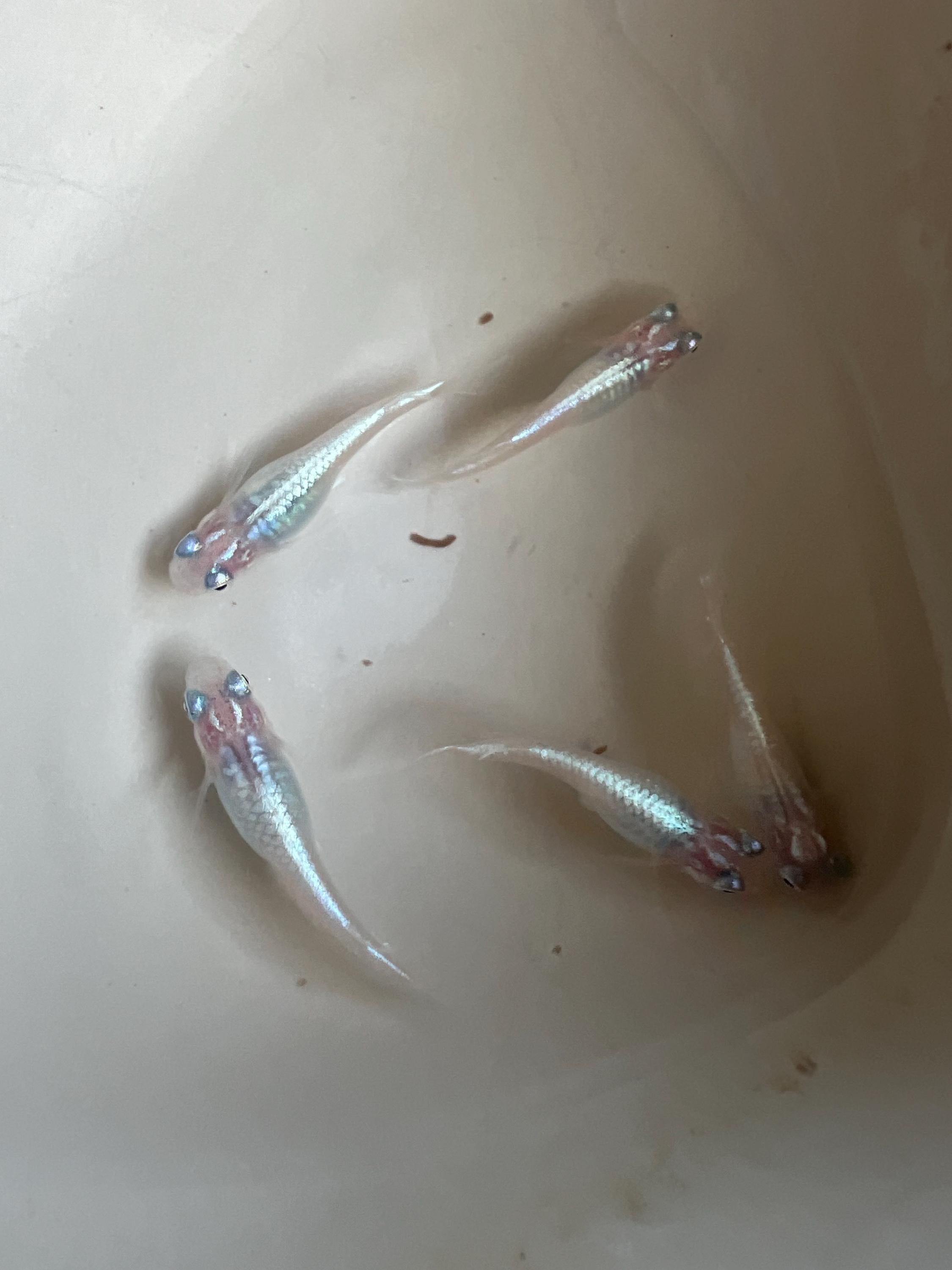 Japanese Rice Fish Eggs - Medaka Miyuki Silver