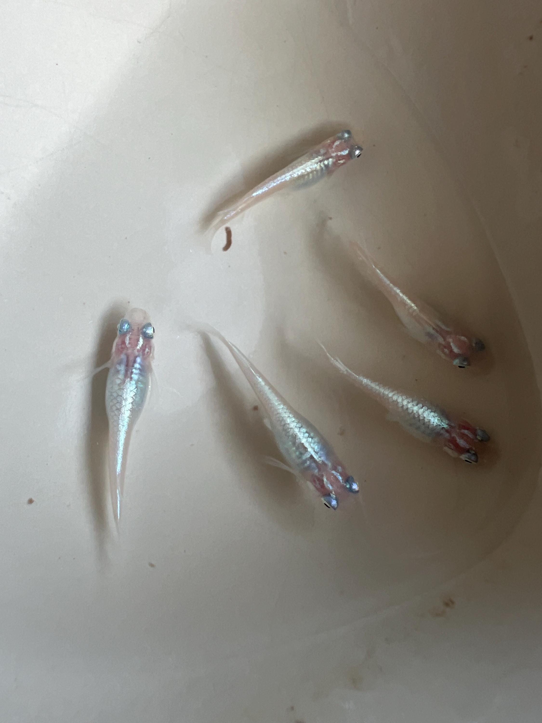 Japanese Rice Fish Eggs - Medaka Miyuki Silver