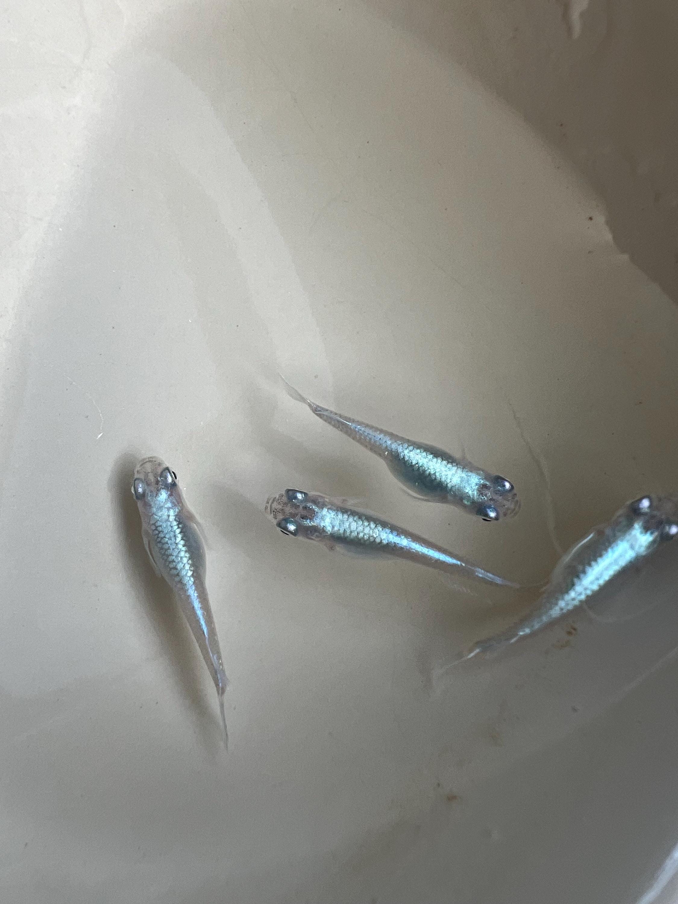 Japanese Rice Fish Eggs - Medaka Miyuki Blue