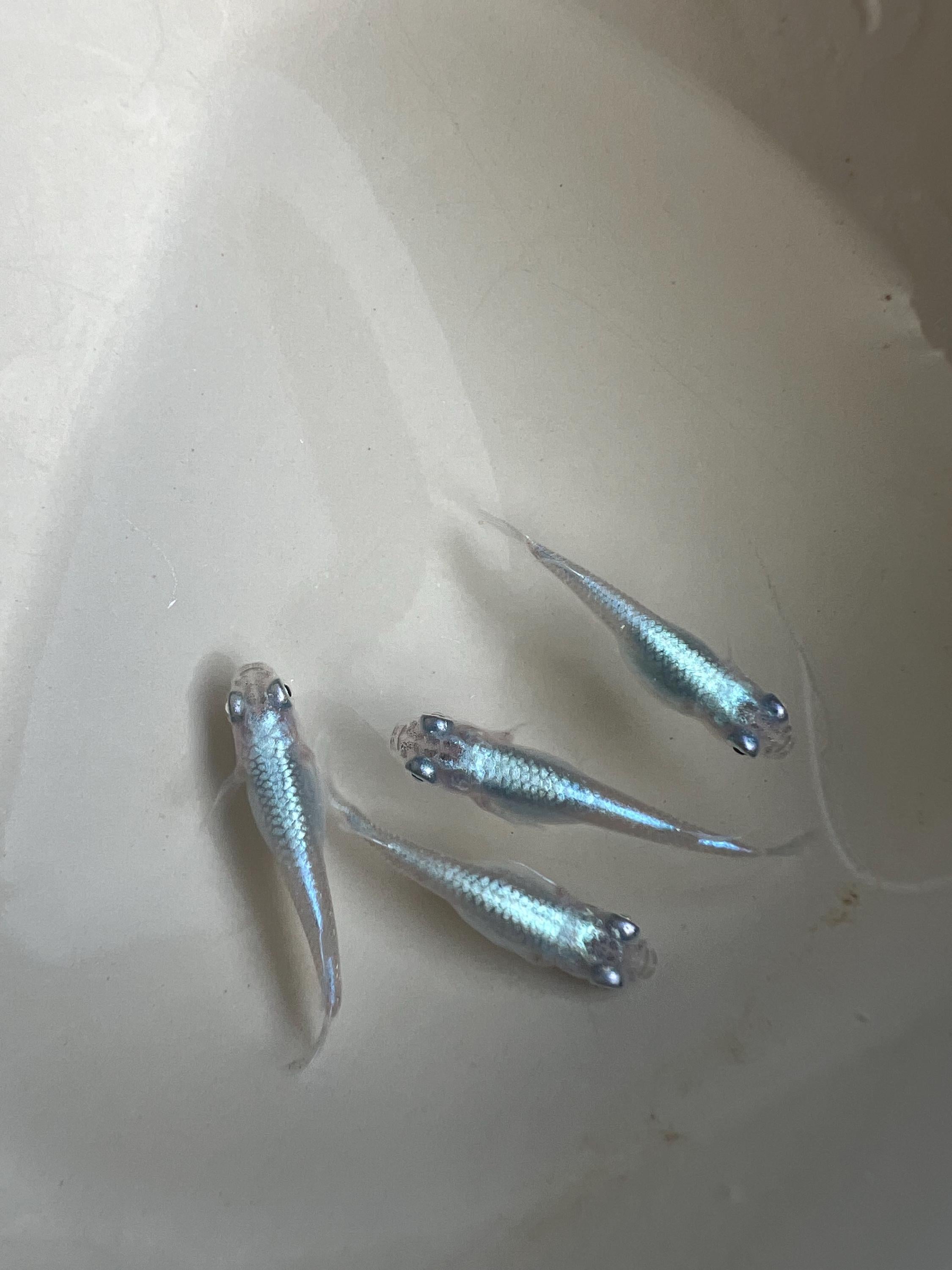 Japanese Rice Fish Eggs - Medaka Miyuki Blue