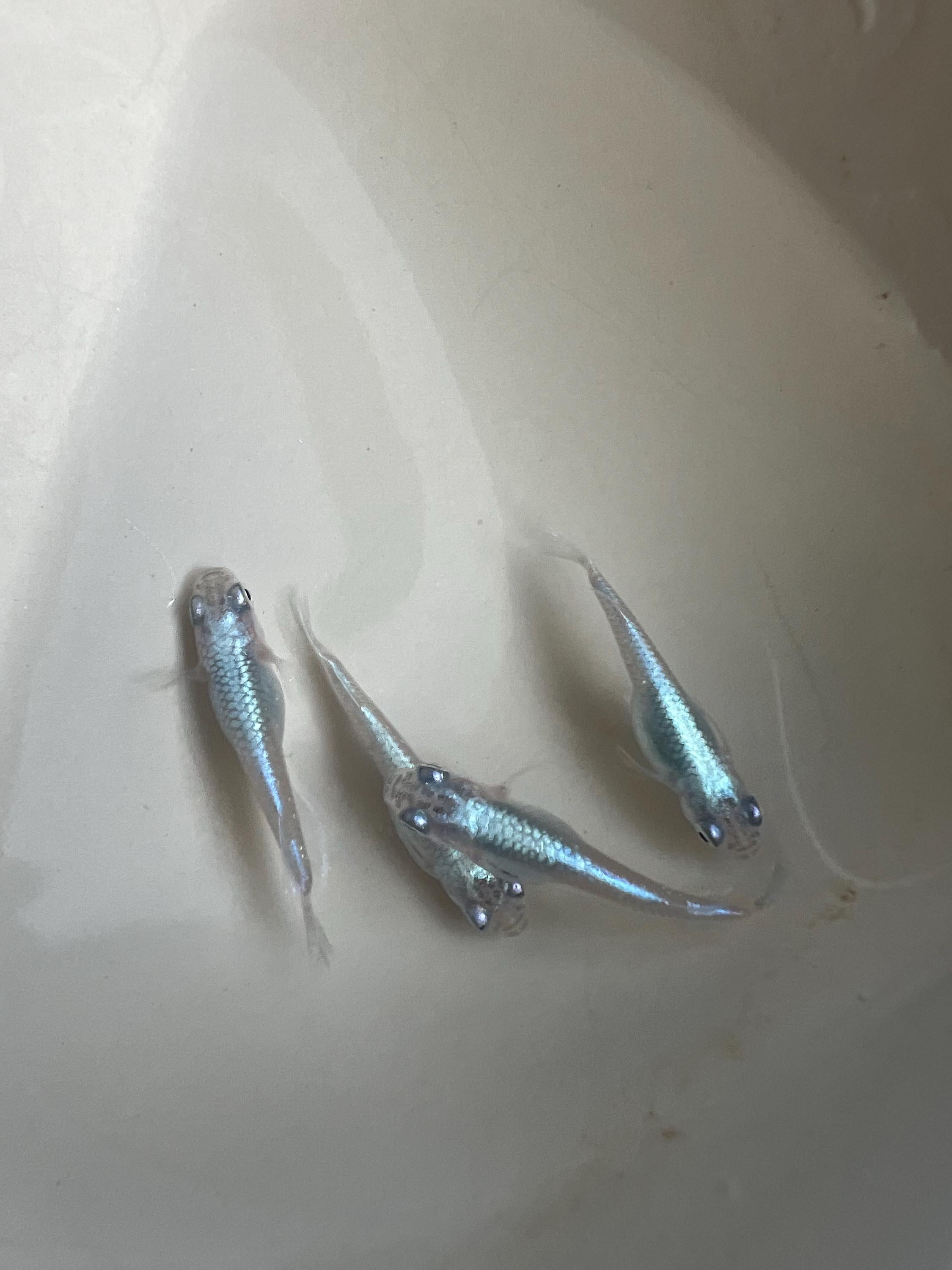 Japanese Rice Fish Eggs - Medaka Miyuki Blue