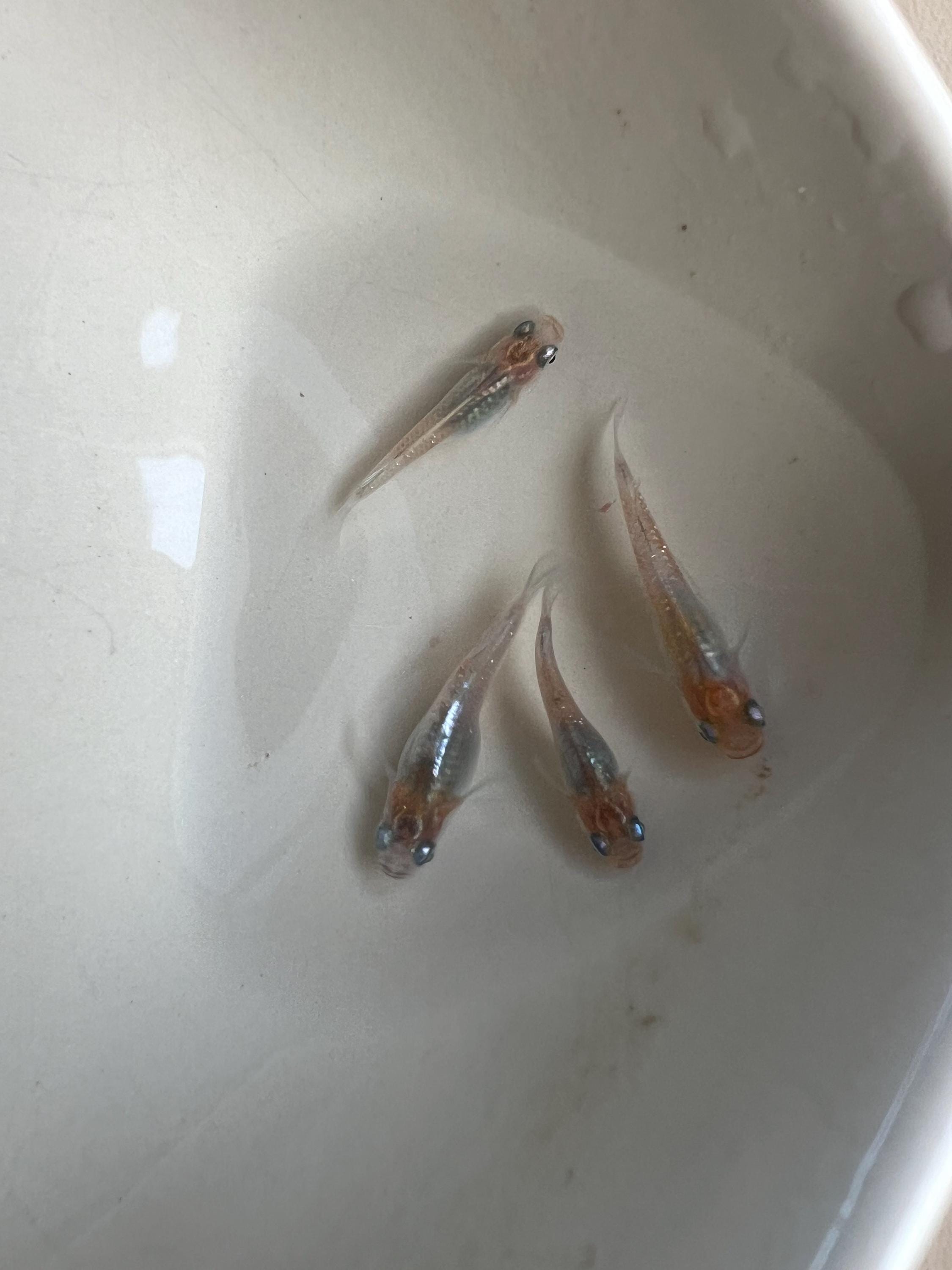 Japanese Rice Fish Eggs - Medaka Tricolor Miyuki