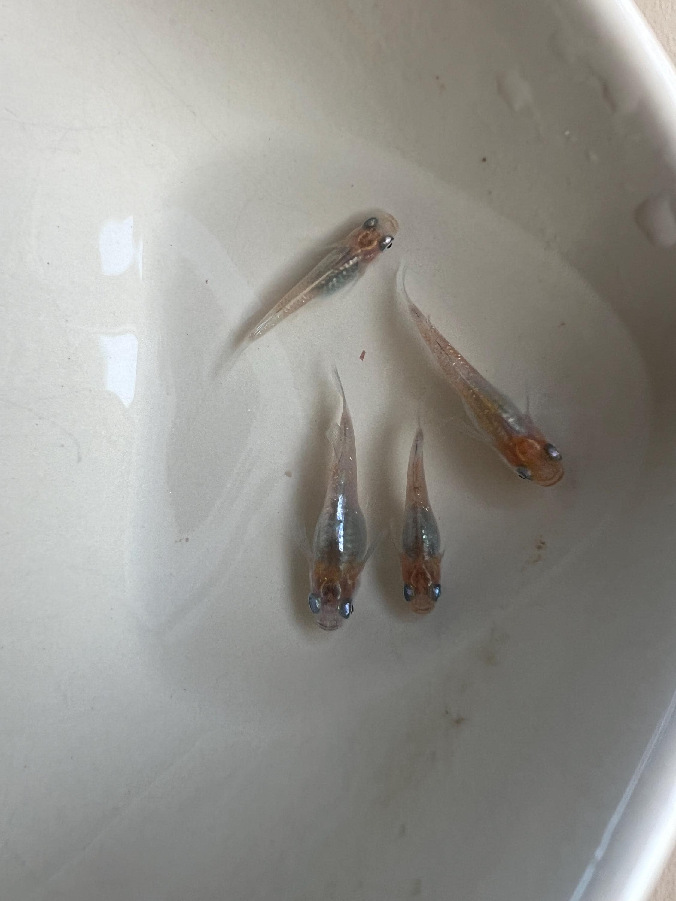 Japanese Rice Fish Eggs - Medaka Tricolor Miyuki