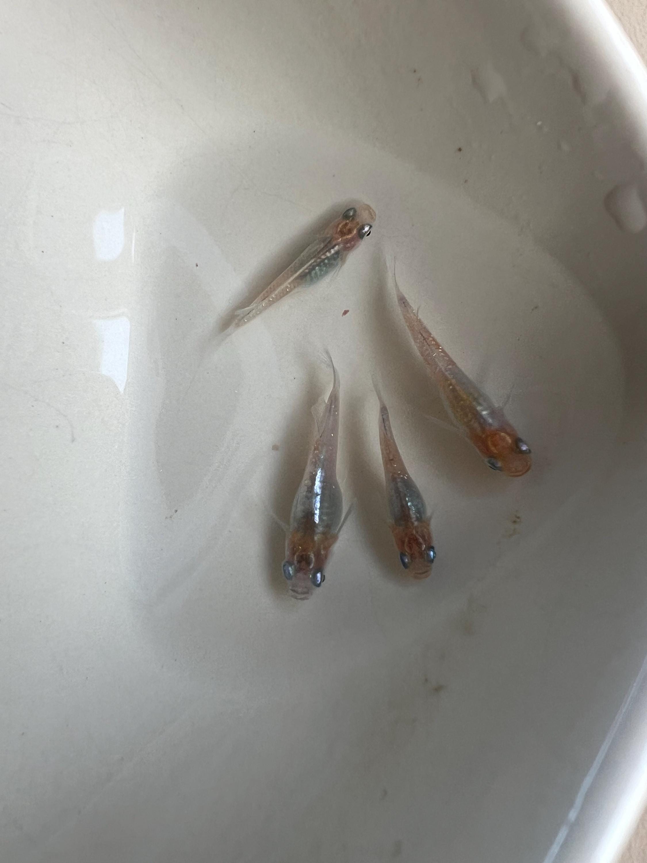 Japanese Rice Fish Eggs - Medaka Tricolor Miyuki