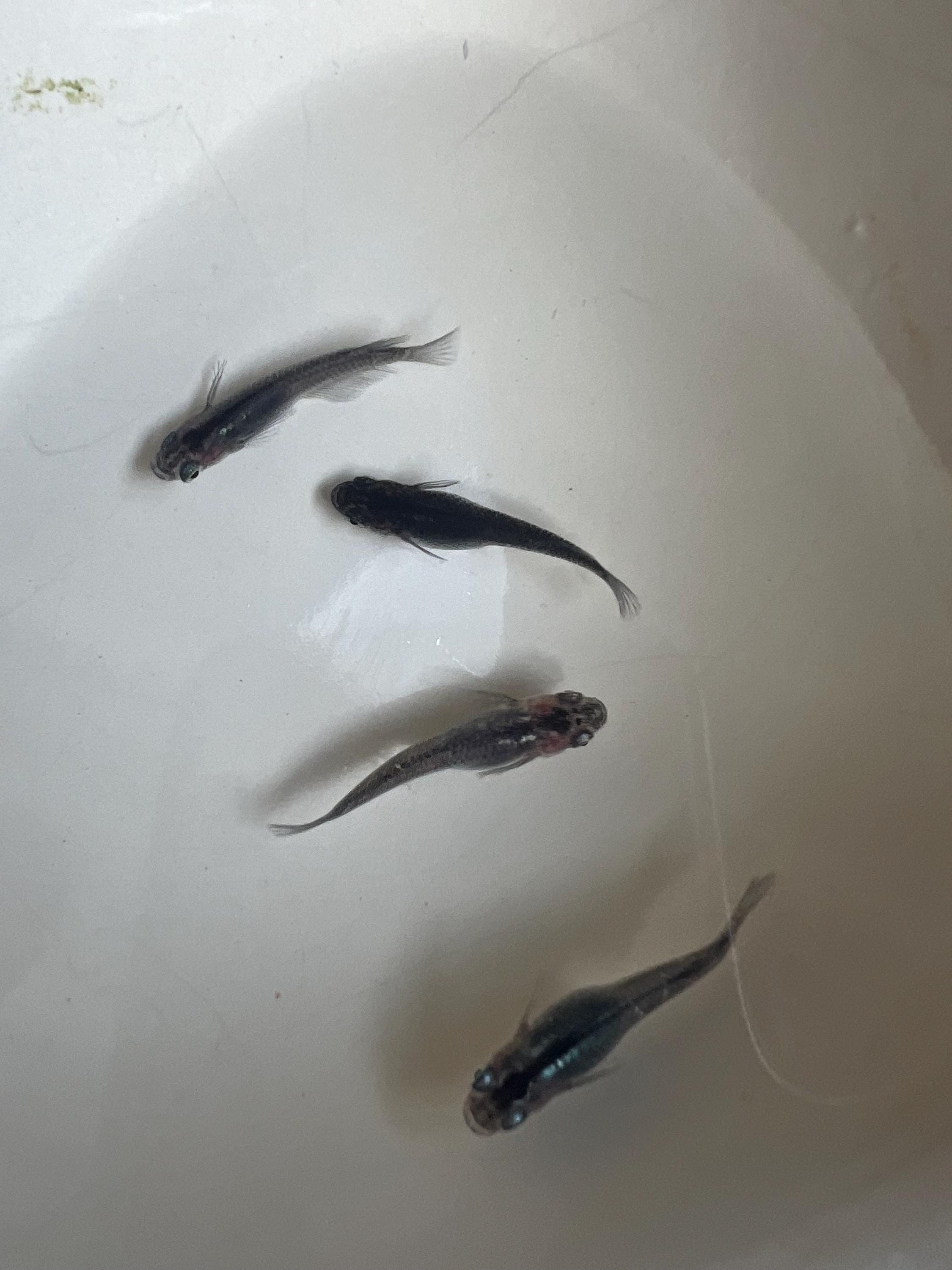 Japanese Rice Fish Eggs - Medaka Midnight/Black