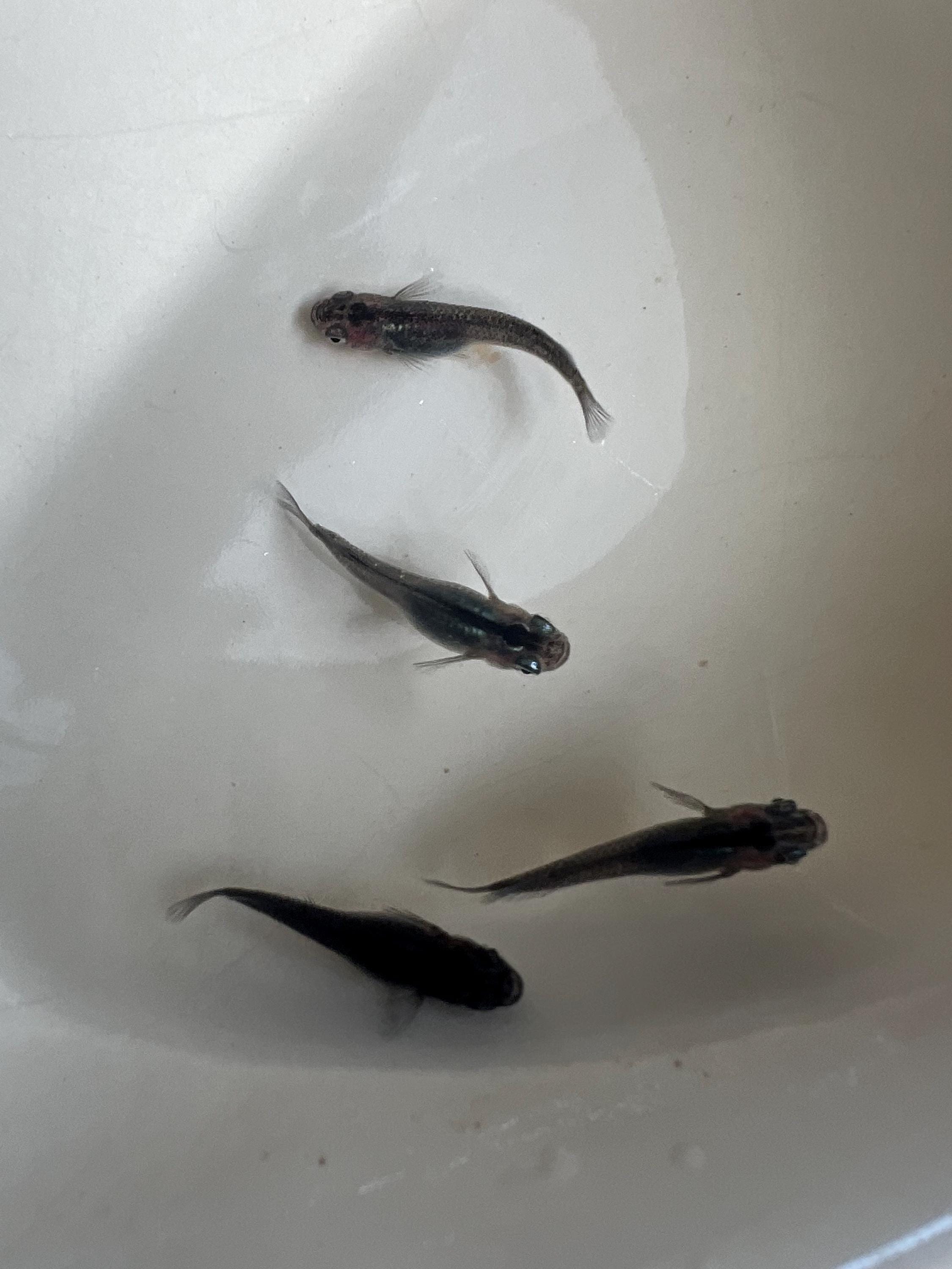 Japanese Rice Fish Eggs - Medaka Midnight/Black