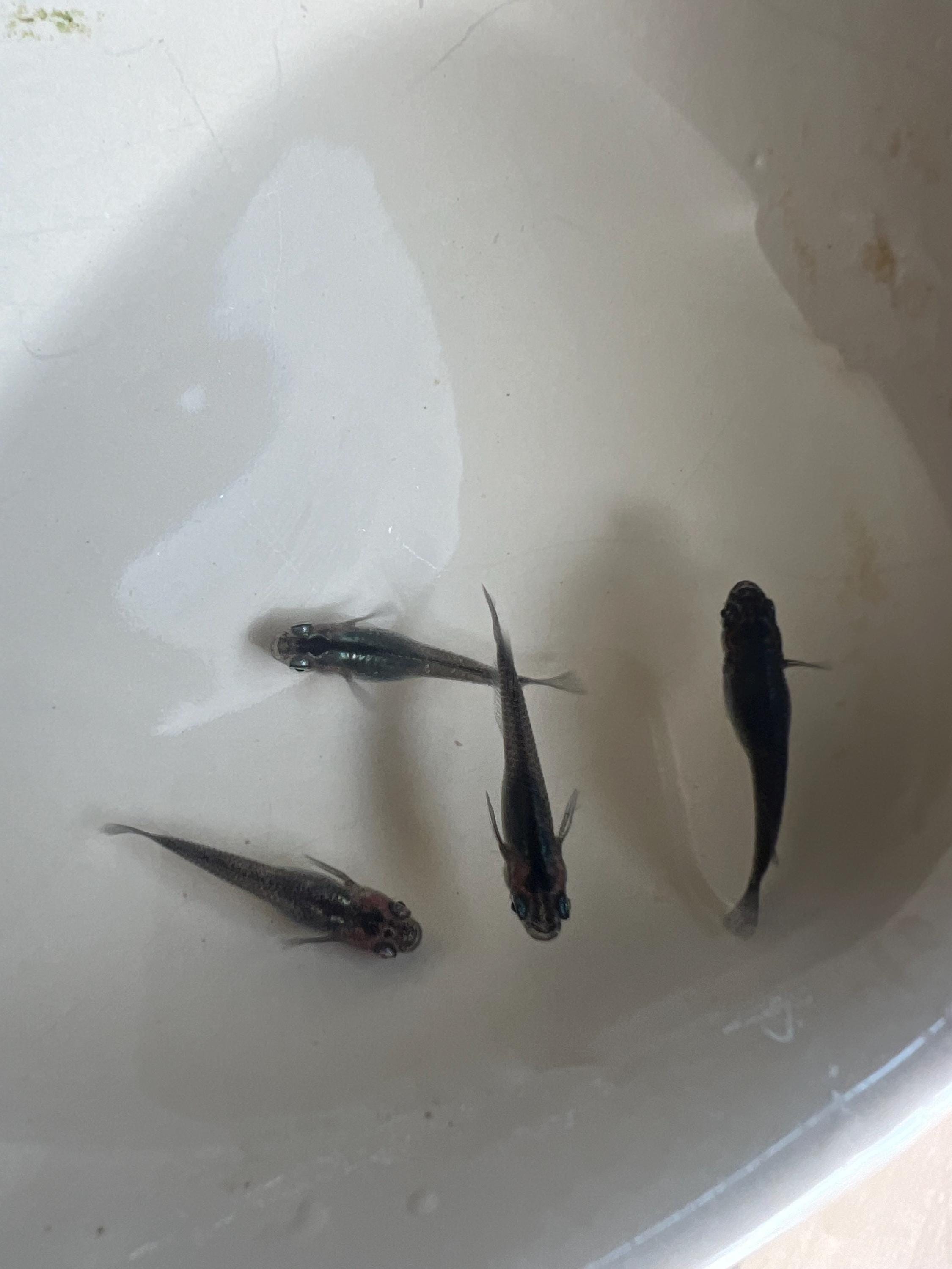 Japanese Rice Fish Eggs - Medaka Midnight/Black