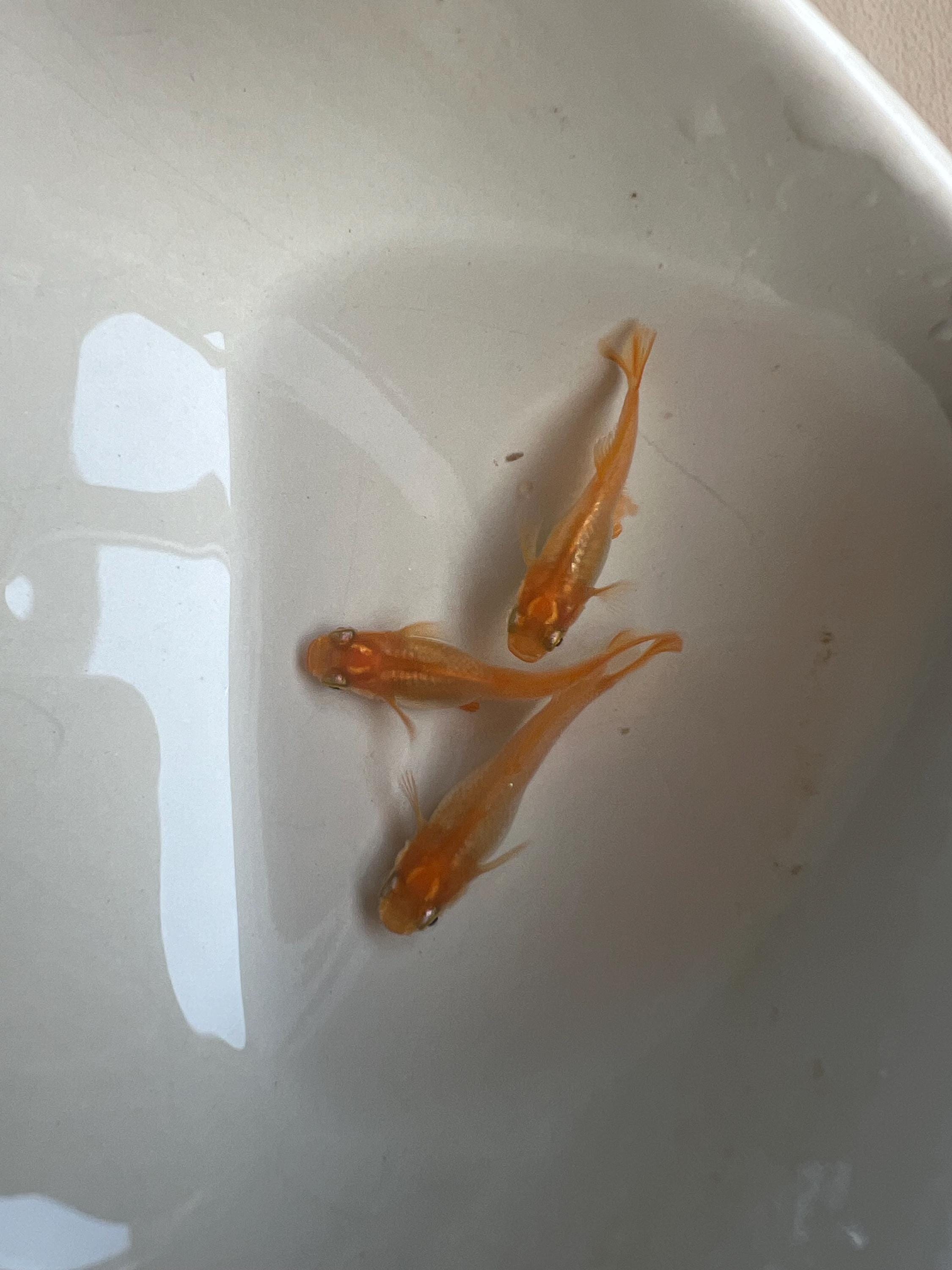 Japanese Rice Fish Eggs - Medaka Red King