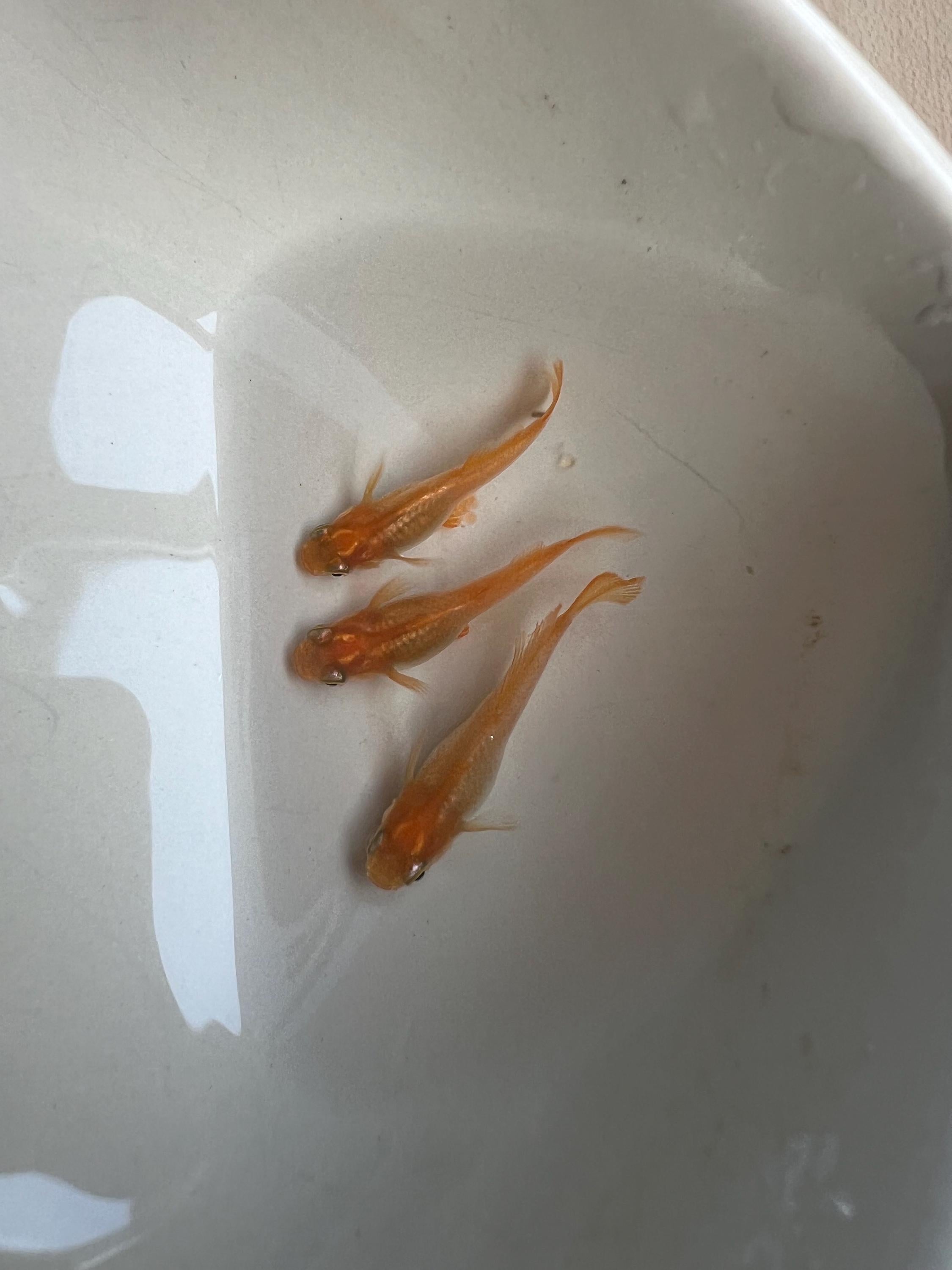 Japanese Rice Fish Eggs - Medaka Red King