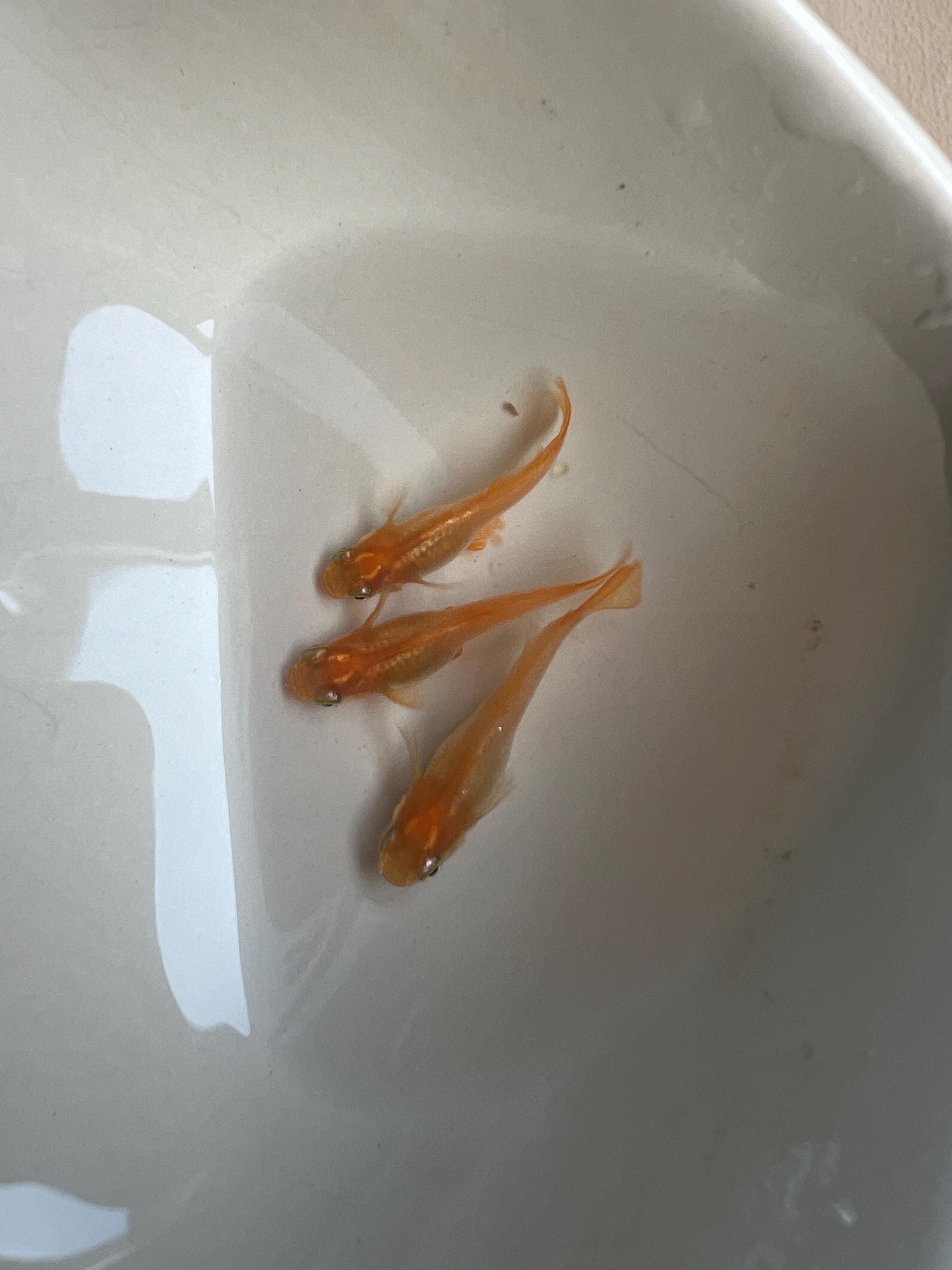 Japanese Rice Fish Eggs - Medaka Red King