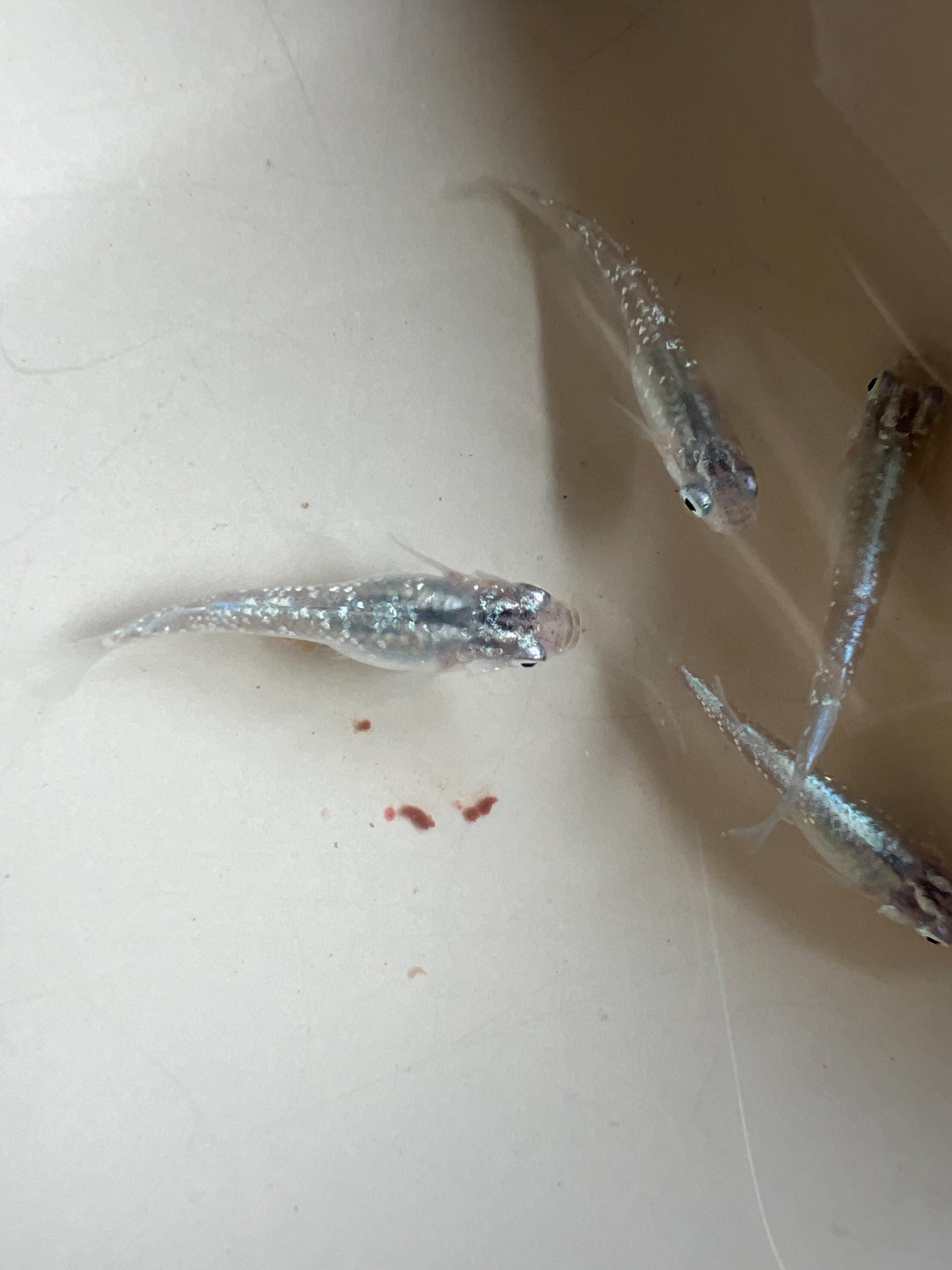 Japanese Rice Fish Eggs - Medaka Lame Silver