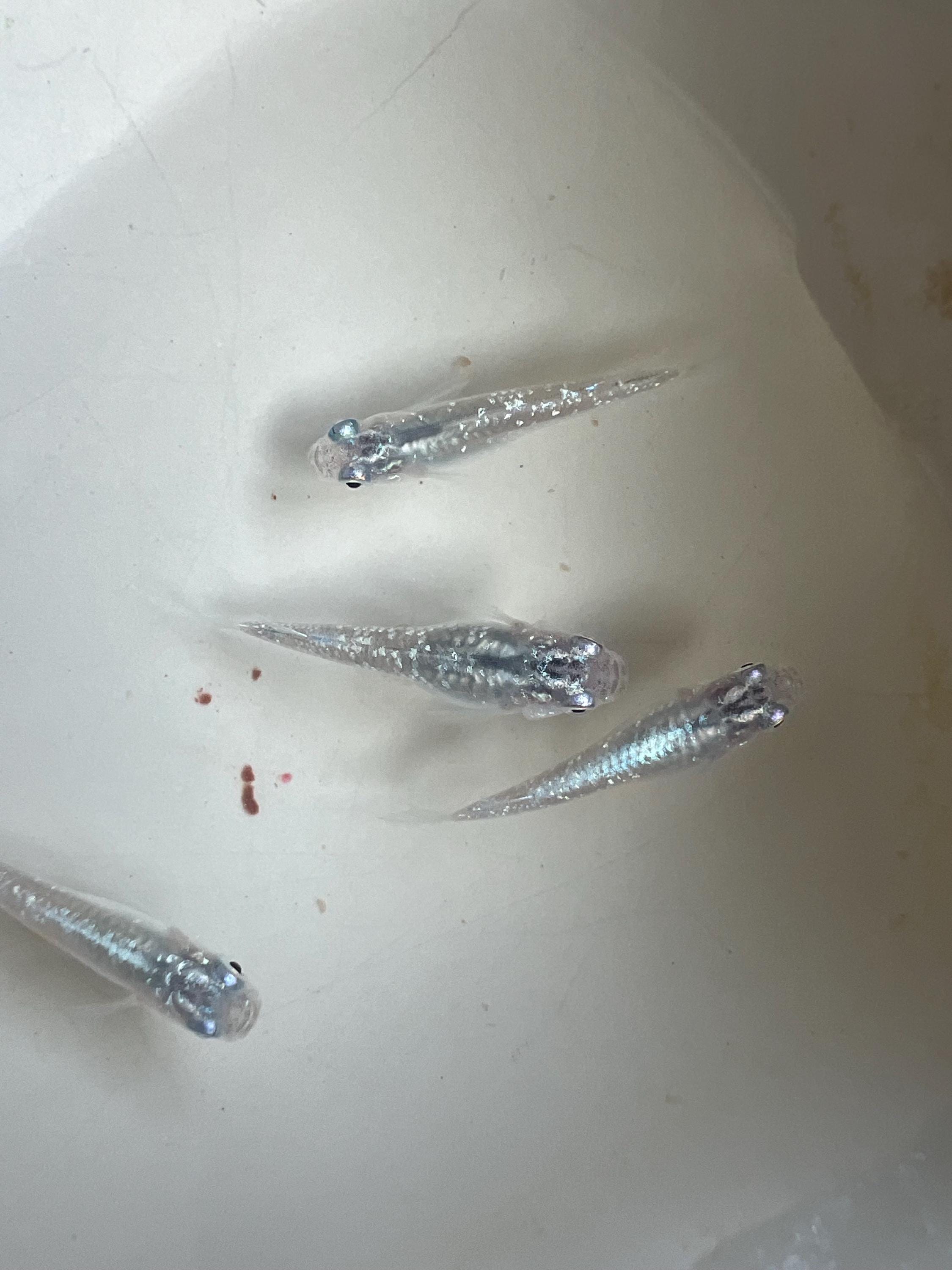 Japanese Rice Fish Eggs - Medaka Lame Silver