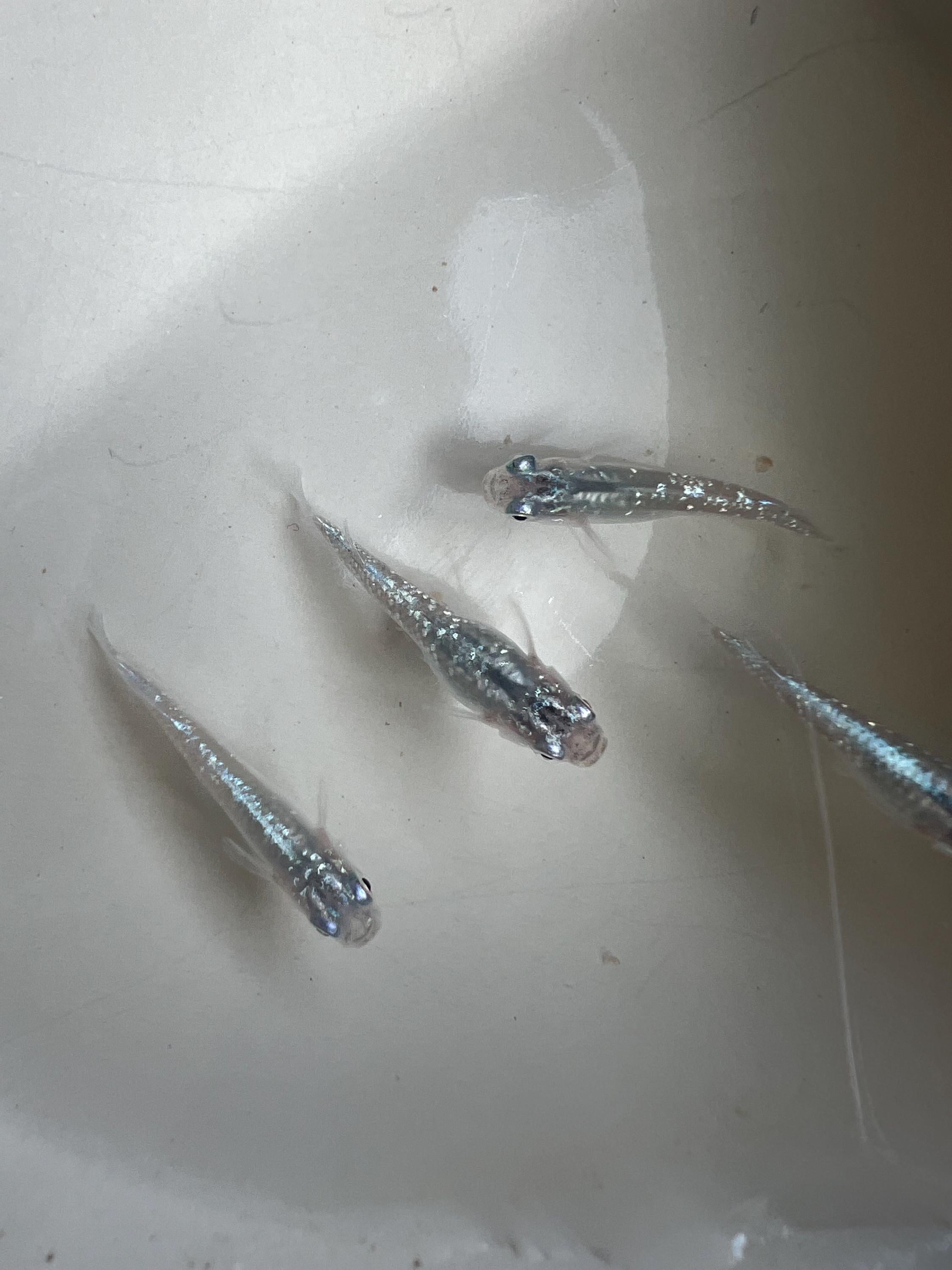 Japanese Rice Fish Eggs - Medaka Lame Silver