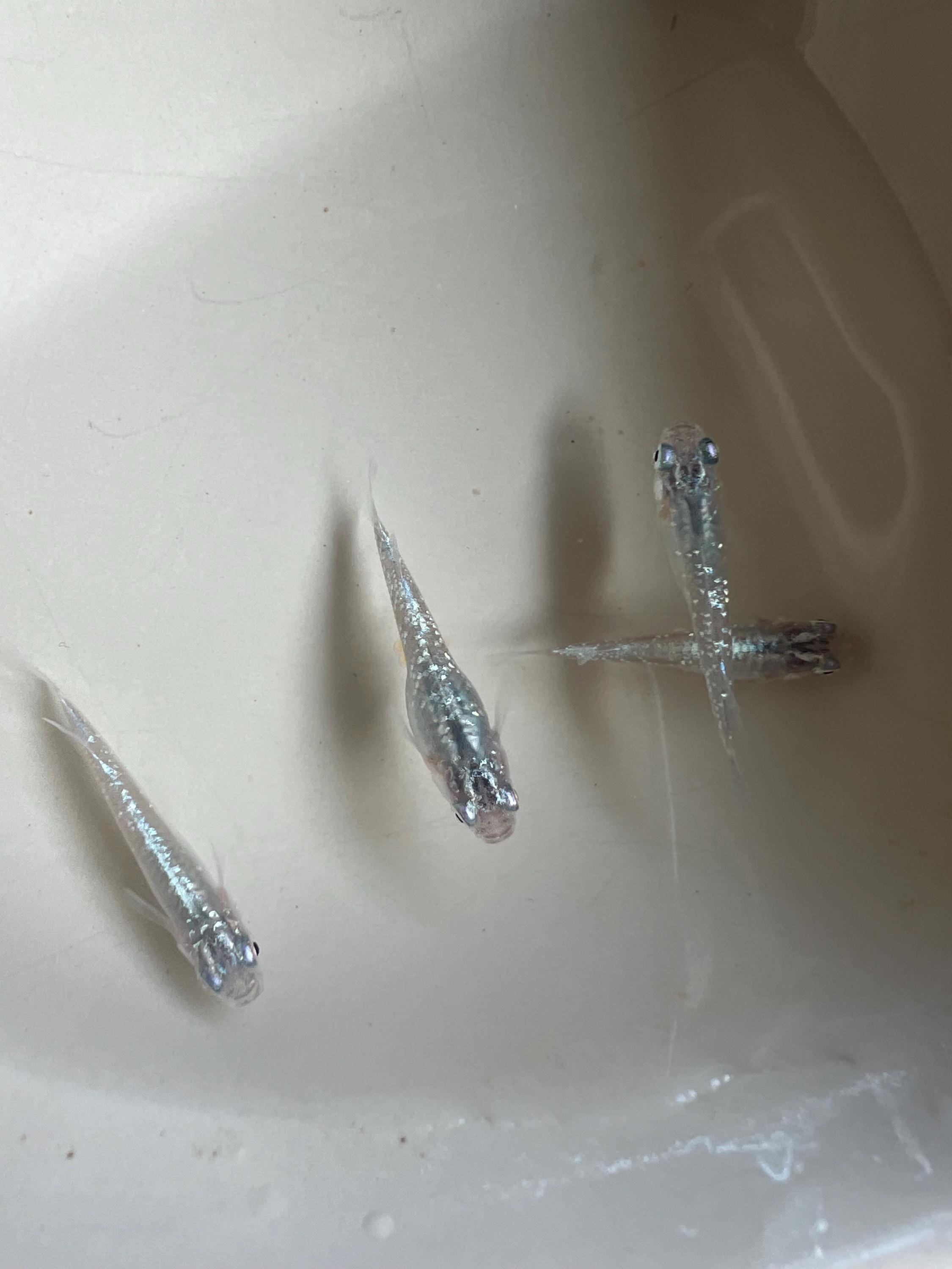 Japanese Rice Fish Eggs - Medaka Lame Silver