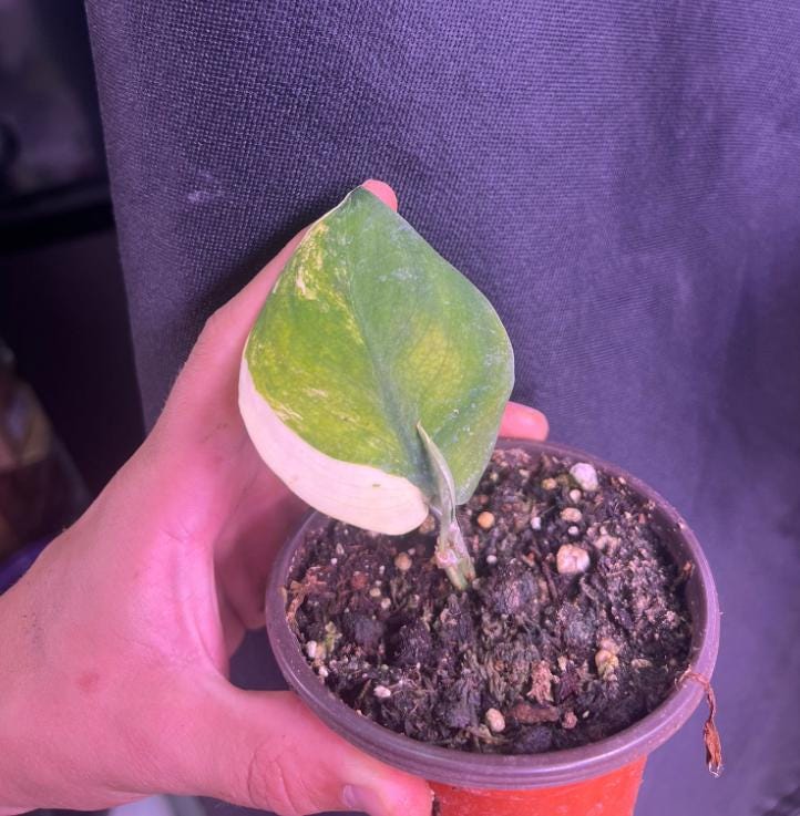 Scindapsus Jade Satin Variegata - Variegated Scindapsus - Rare Plants - Monstera Cuttings - Propagation Nodes