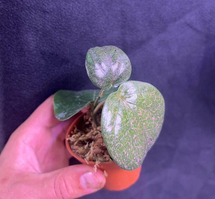 Piper sp. ex. Indonesia - Rare Plant - Beautiful Plant - Cuttings