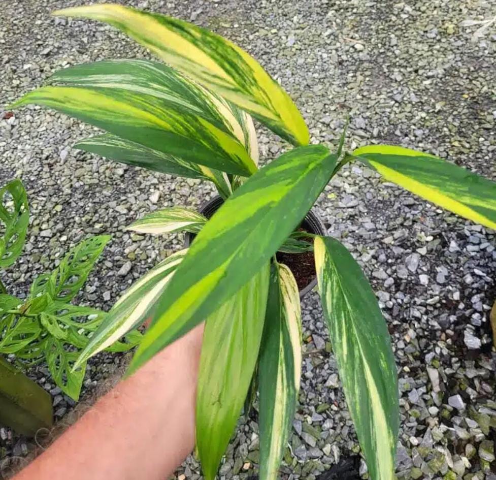 Epipremnum Amplissimum Variegata - Rare Plant - Beautiful Plant - Cuttings