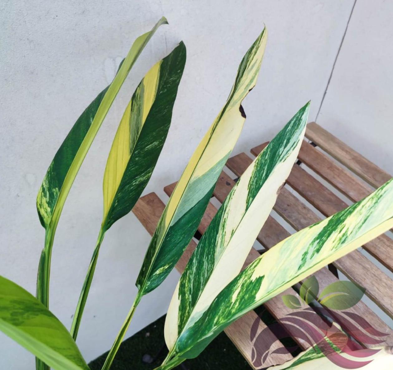 variegated neon pothos rare Scindapsus Neon Pothos - Rare Plant - Beautiful Plant