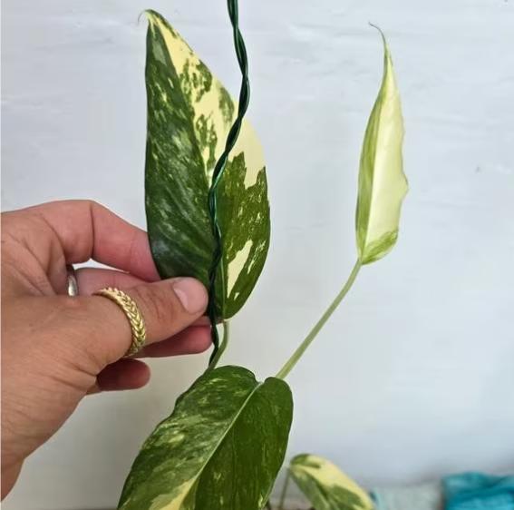 Epipremnum Cebu Blue Variegata - Cebu Blue Pathos Variegata - Rare Plant - Beautiful Plant - Cuttings