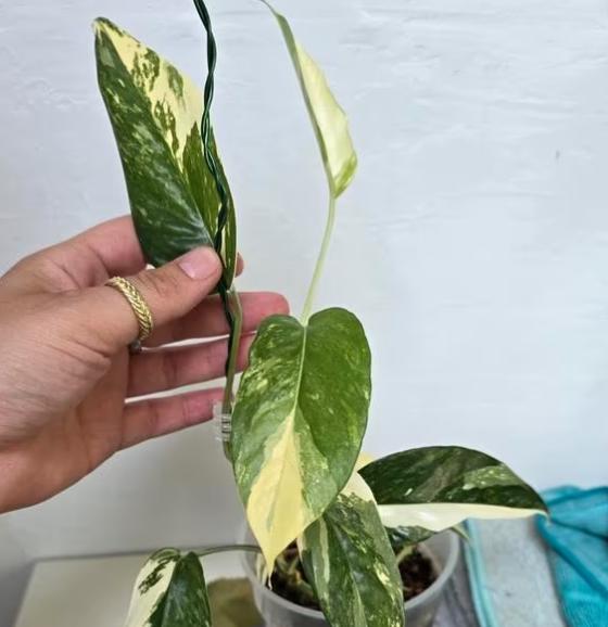 Epipremnum Cebu Blue Variegata - Cebu Blue Pathos Variegata - Rare Plant - Beautiful Plant - Cuttings